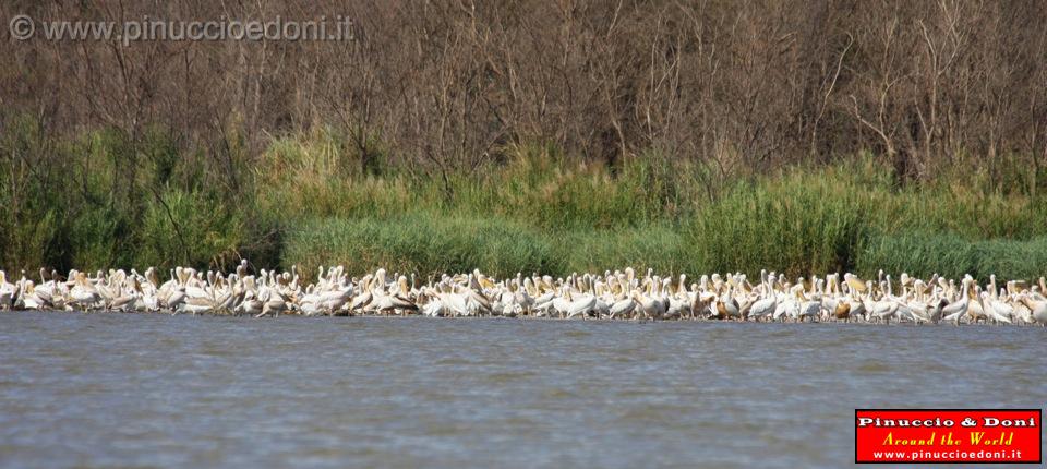 Ethiopia - Lago Chamo - Pellicani - 04.jpg